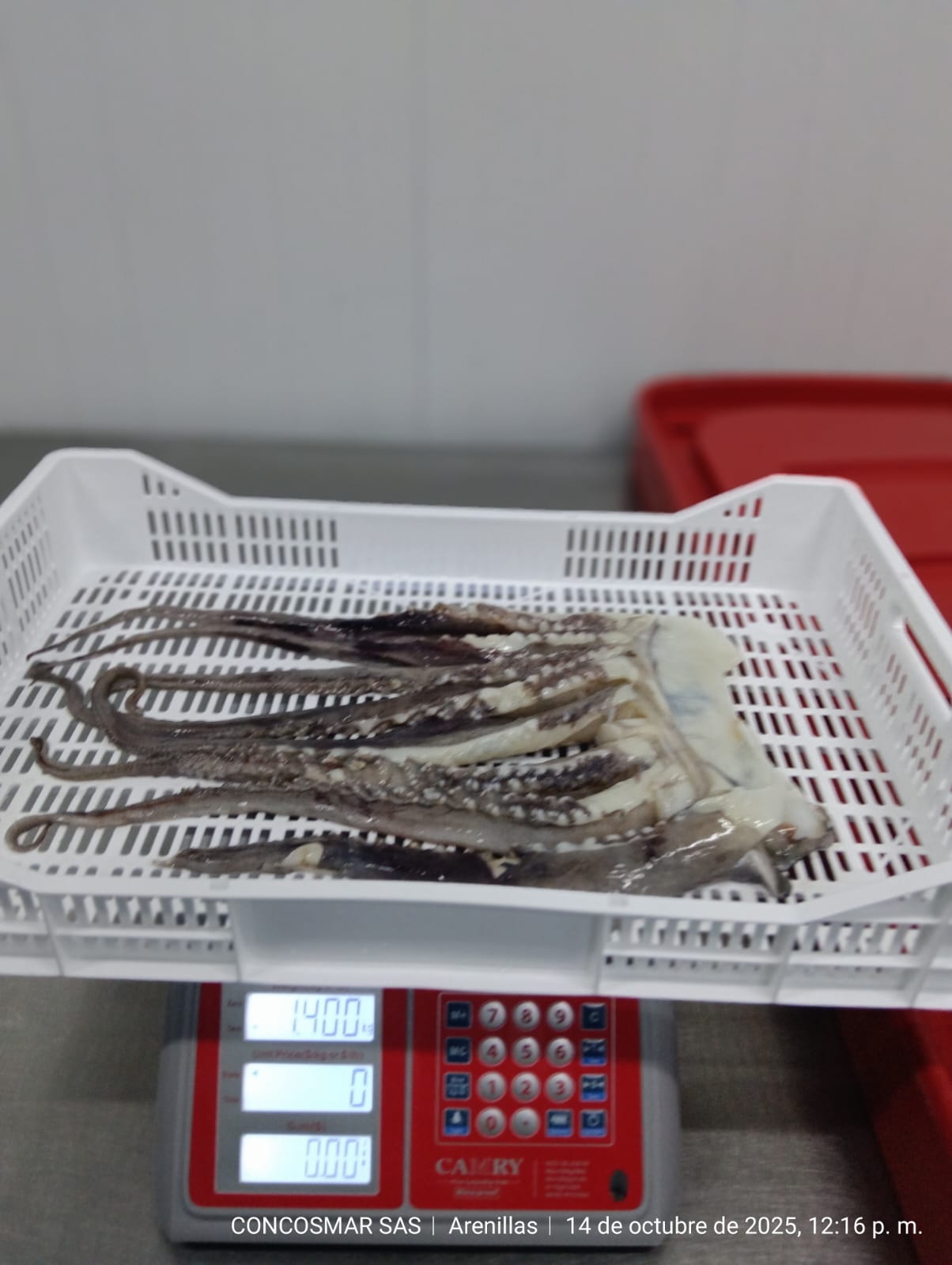 Tentáculo Corte Bailarina 1000/2000